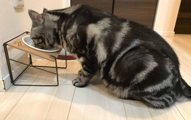 f:id:neko_mama_neko:20190803185912j:plain