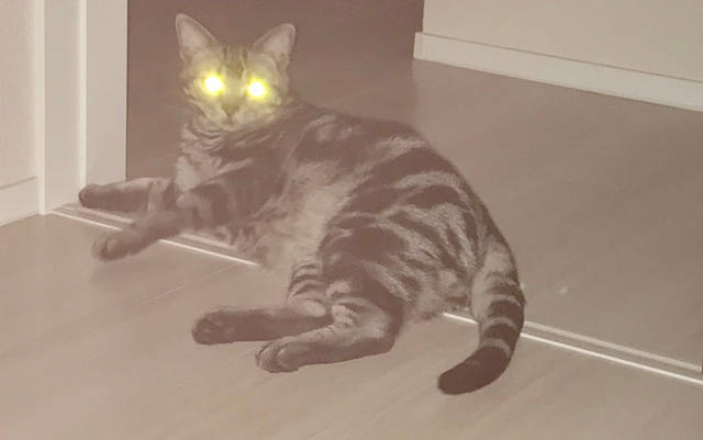 f:id:neko_mama_neko:20190817182920j:plain