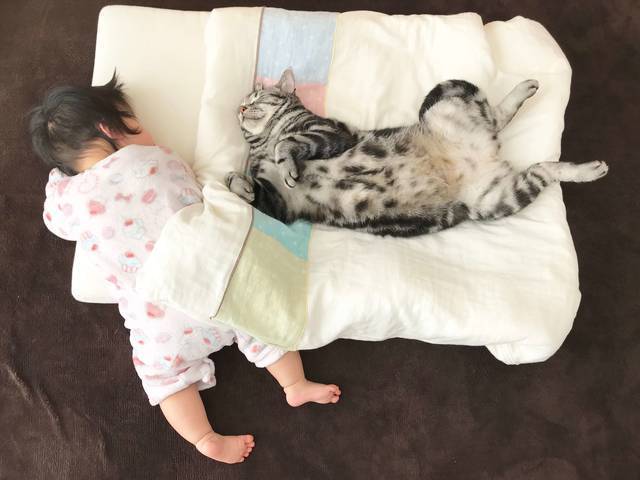 f:id:neko_mama_neko:20190817182941j:plain
