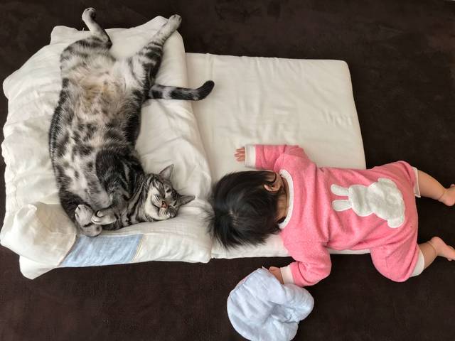 f:id:neko_mama_neko:20190817182955j:plain