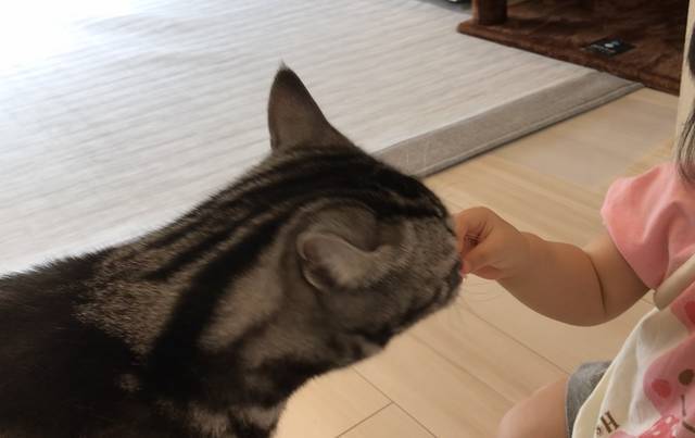 f:id:neko_mama_neko:20190817183019j:plain