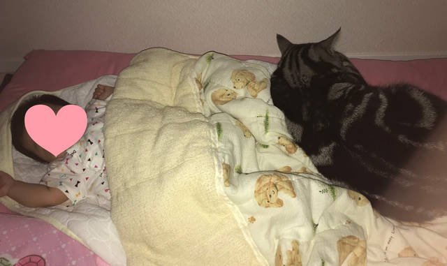 f:id:neko_mama_neko:20190817183025j:plain