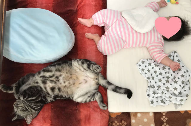 f:id:neko_mama_neko:20190817183041j:plain