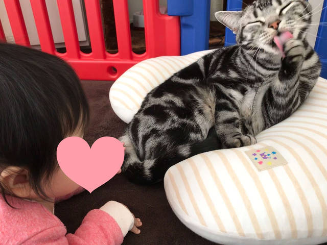 f:id:neko_mama_neko:20190817183104j:plain