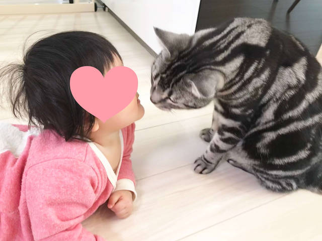 f:id:neko_mama_neko:20190817183134j:plain