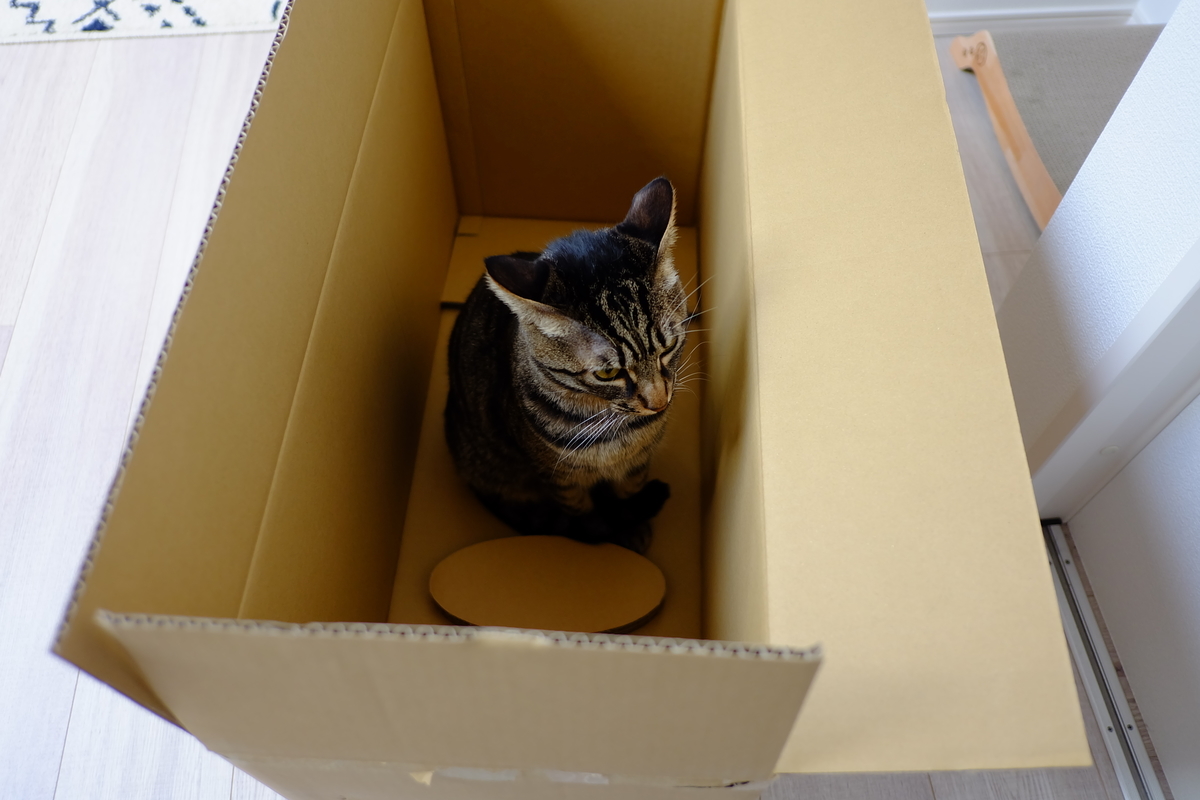 f:id:neko_no_marushima:20220201102618j:plain