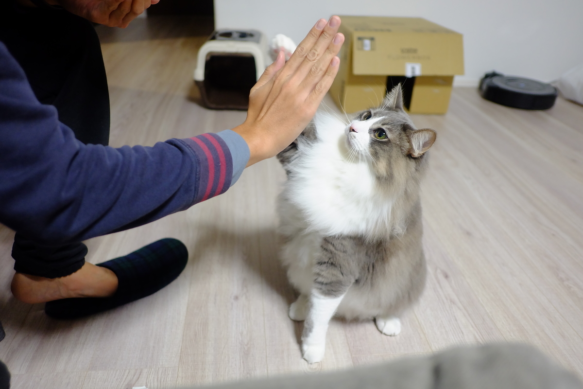 f:id:neko_no_marushima:20220204140628j:plain