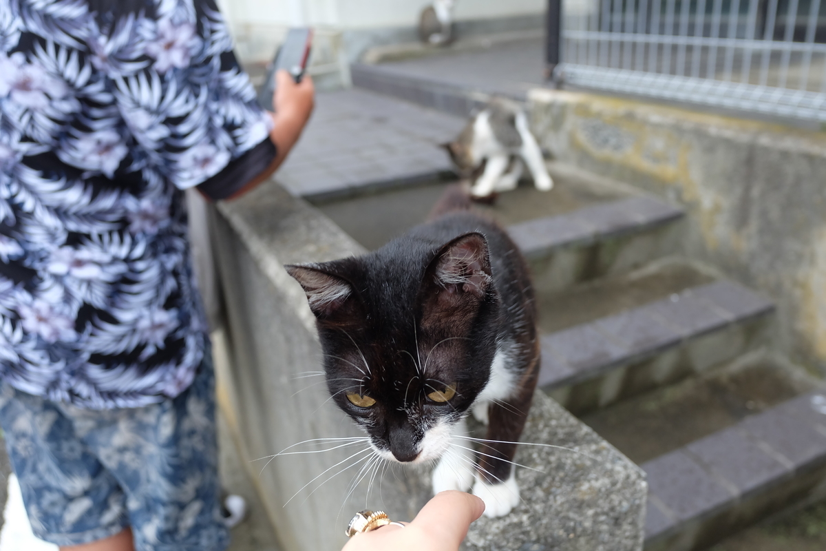 f:id:neko_no_marushima:20220214104229j:plain