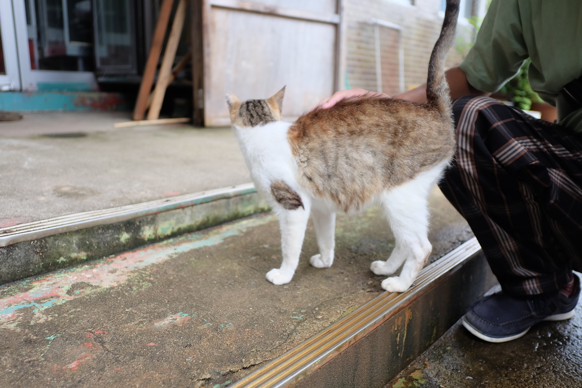 f:id:neko_no_marushima:20220214105417j:plain