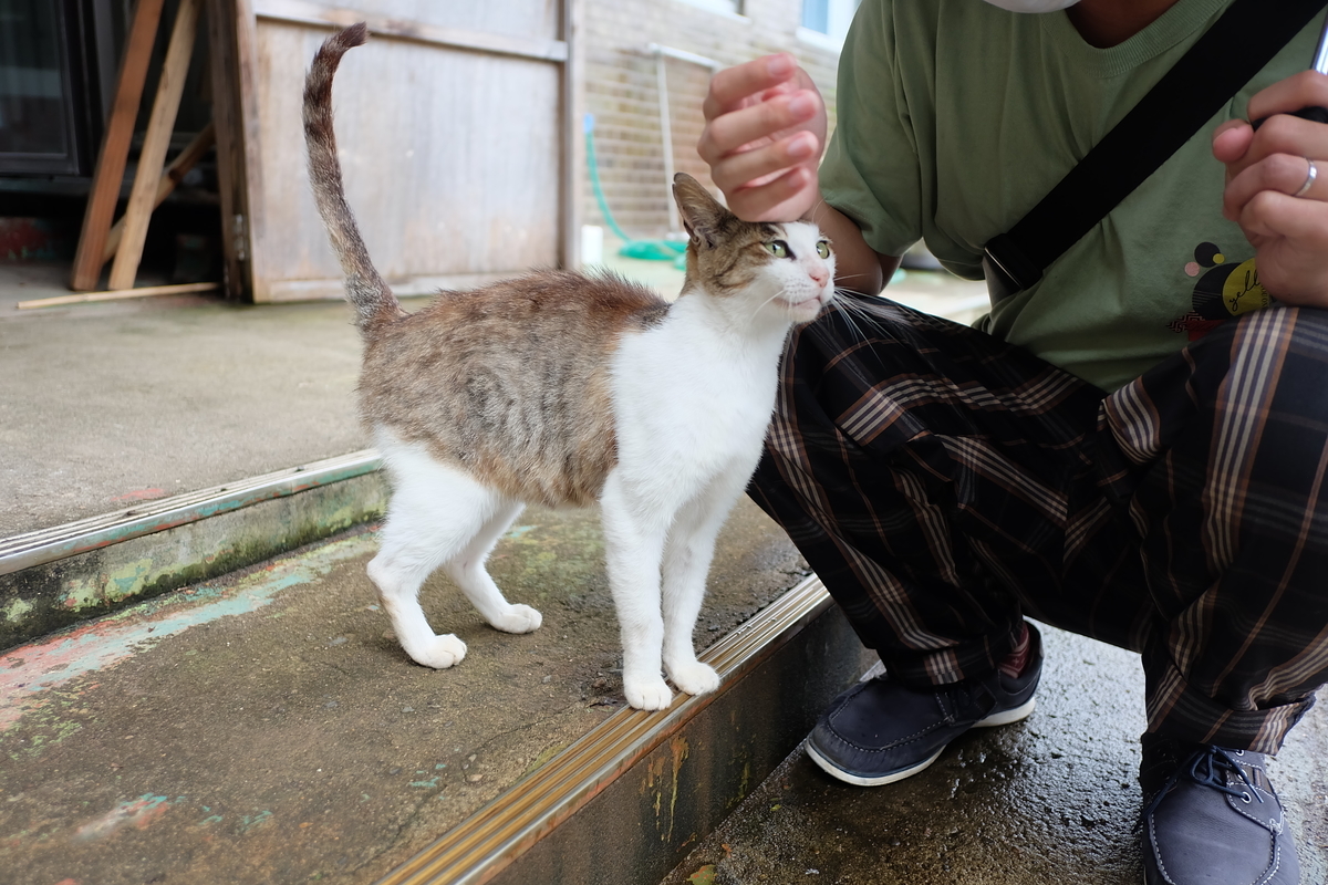 f:id:neko_no_marushima:20220214105451j:plain