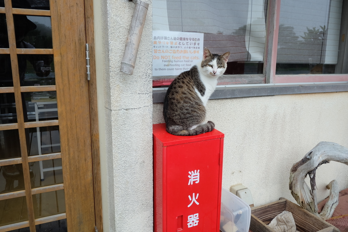f:id:neko_no_marushima:20220218142459j:plain