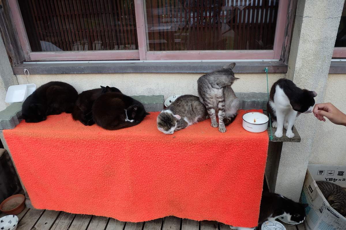 f:id:neko_no_marushima:20220227163048j:plain