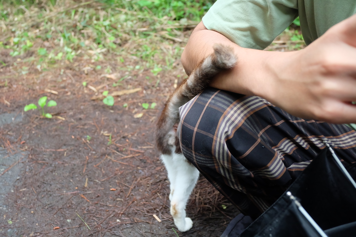 f:id:neko_no_marushima:20220227165810j:plain