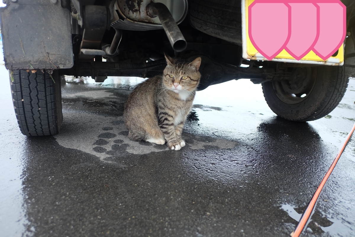 f:id:neko_no_marushima:20220227175730j:plain