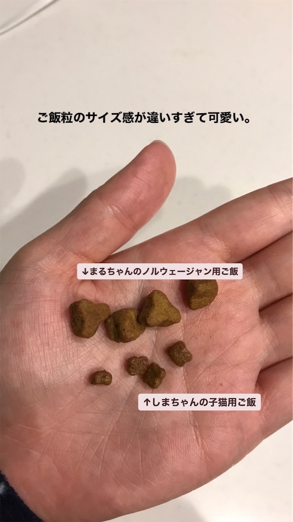 f:id:neko_no_marushima:20220325132150j:image