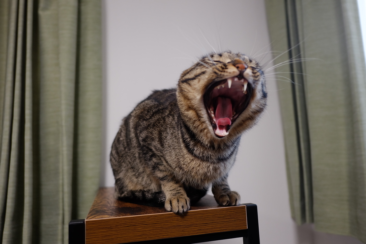 f:id:neko_no_marushima:20220325143914j:plain