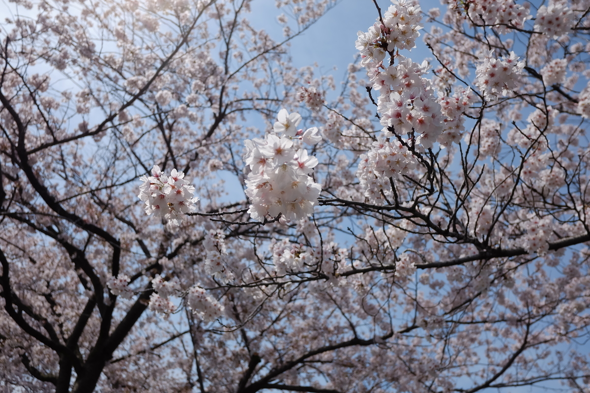 f:id:neko_no_marushima:20220403160540j:plain