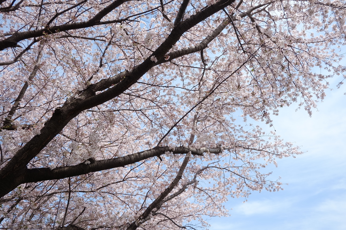 f:id:neko_no_marushima:20220403160623j:plain
