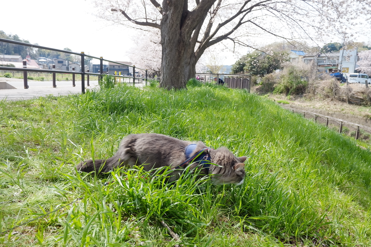 f:id:neko_no_marushima:20220403161140j:plain