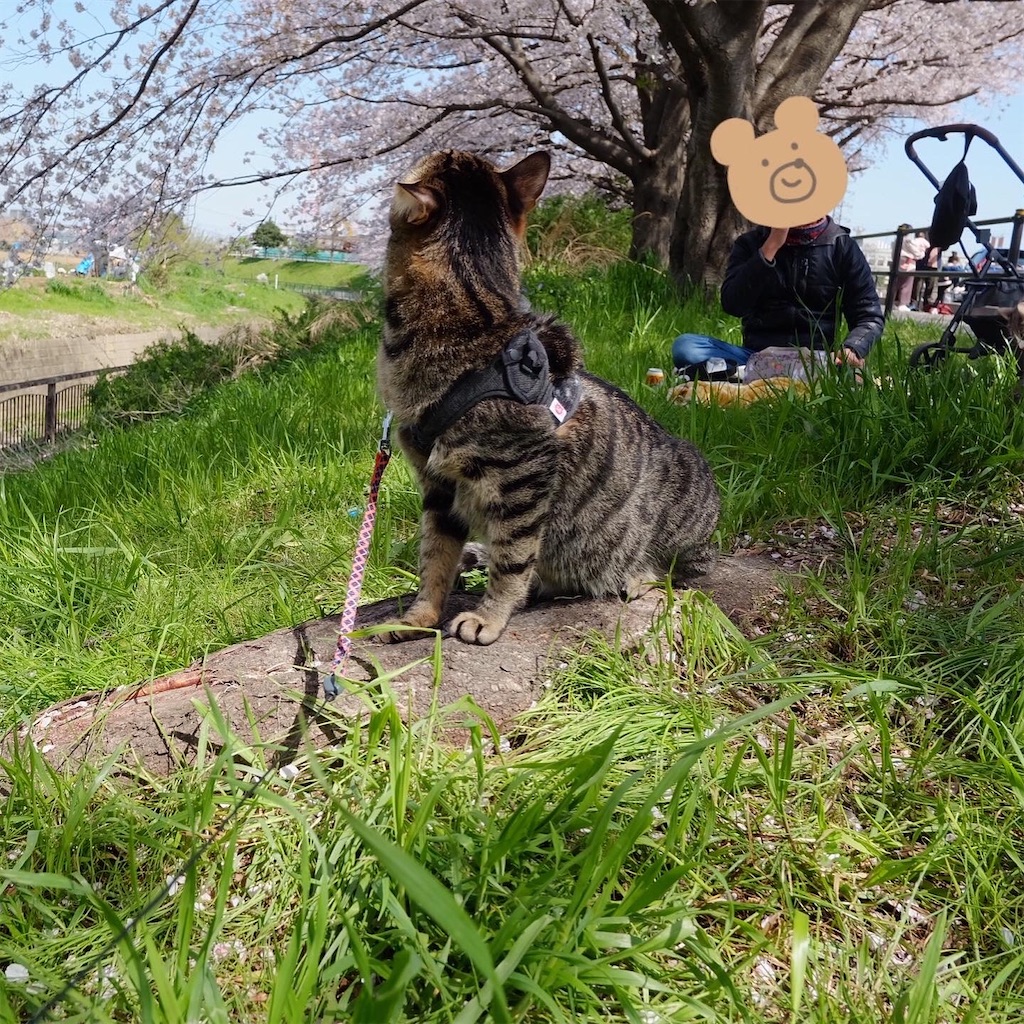 f:id:neko_no_marushima:20220403162008j:image