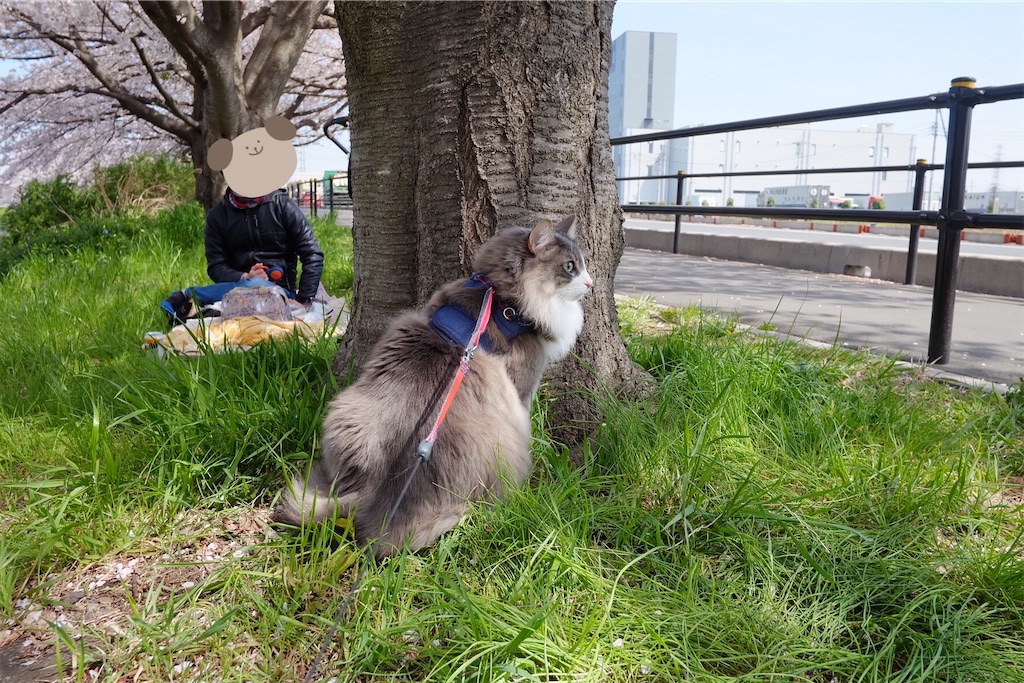 f:id:neko_no_marushima:20220403162011j:image