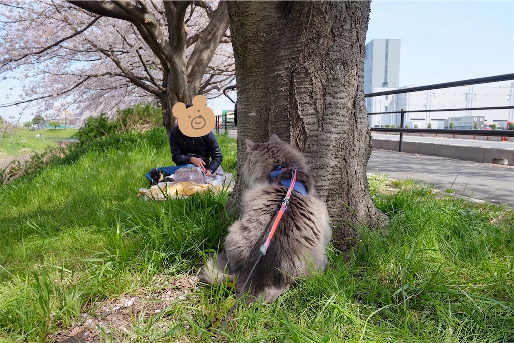 f:id:neko_no_marushima:20220403162013j:image