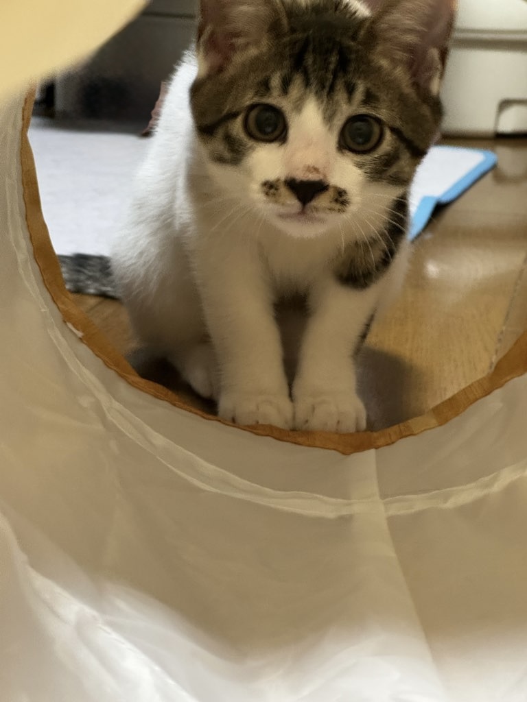 弟猫魁くん獲物の狙う