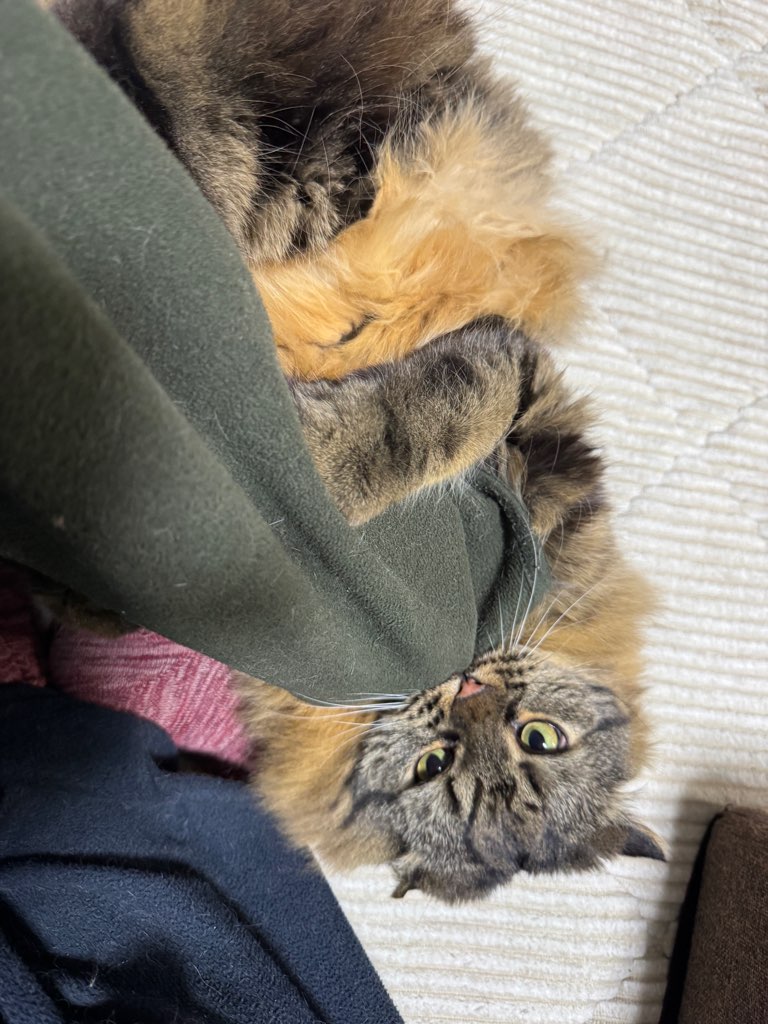 噛みつき猫ゆきち