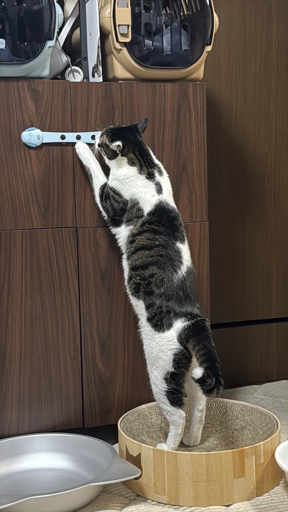 チャイルドロックで遊びたい魁くん