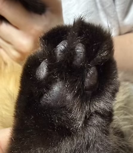 黒肉球の元写真