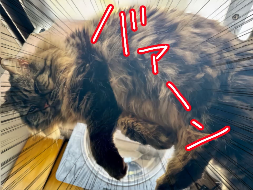 ダラリん愛猫ゆきち