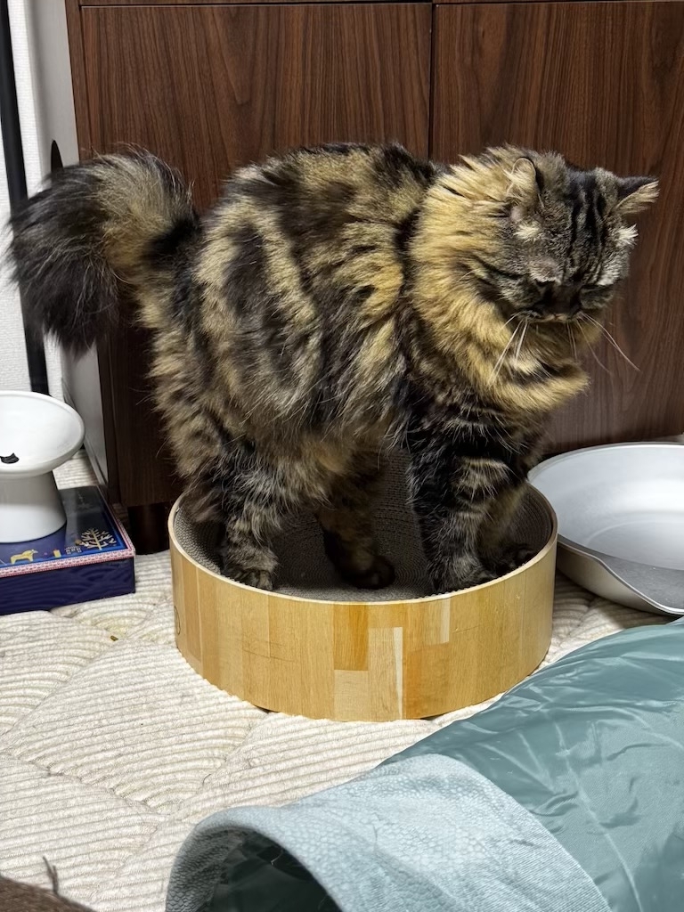 ボニャール