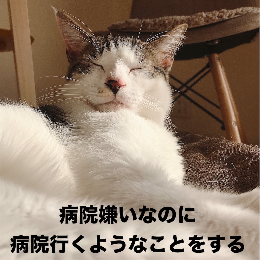 f:id:neko_to_hirune:20180312155034j:image f:id:neko_to_hirune:20180312155034j:image