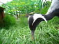 [鳥写真]