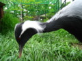 [鳥写真]