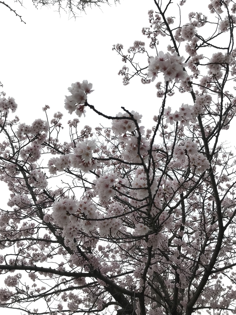 f:id:nekoana:20220329090547j:plain