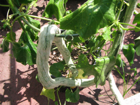 f:id:nekoatama:20100816220515j:image f:id:nekoatama:20100816220515j:image