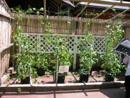 f:id:nekoatama:20100816220516j:image f:id:nekoatama:20100816220516j:image