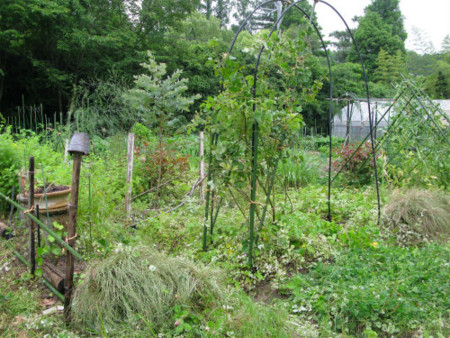 f:id:nekoatama:20110616214550j:image