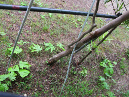 f:id:nekoatama:20110616220344j:image