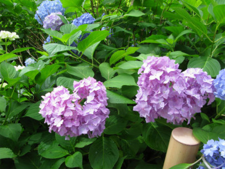 f:id:nekoatama:20110618073817j:image