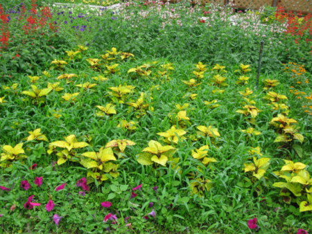 f:id:nekoatama:20110618191926j:image