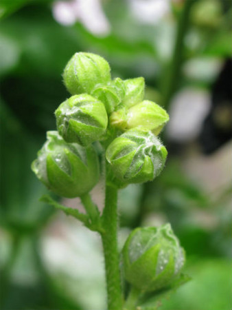 f:id:nekoatama:20110618192201j:image