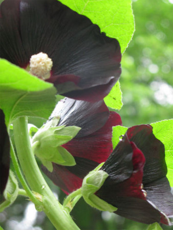 f:id:nekoatama:20110618192204j:image