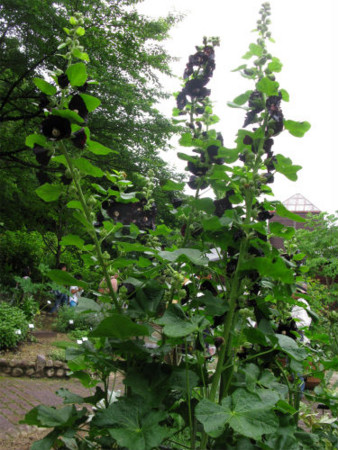 f:id:nekoatama:20110618192404j:image