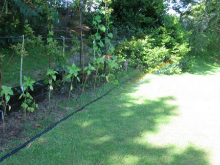 f:id:nekoatama:20110629080905j:image