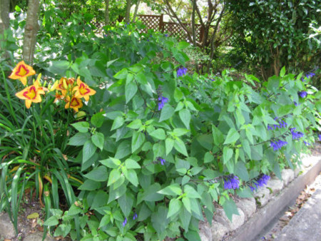 f:id:nekoatama:20110629082152j:image