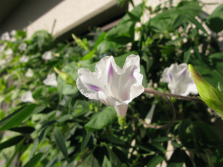 f:id:nekoatama:20110808062515j:image f:id:nekoatama:20110808062515j:image