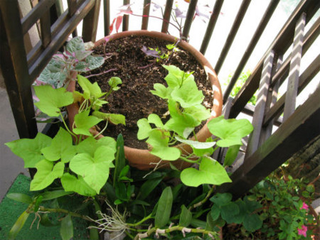 f:id:nekoatama:20110808083037j:image f:id:nekoatama:20110808083037j:image