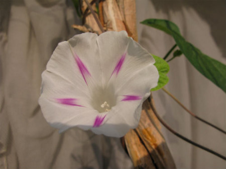 f:id:nekoatama:20110810060610j:image f:id:nekoatama:20110810060610j:image